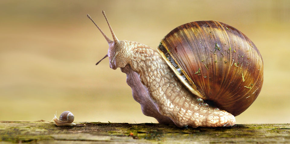 MDK_Snail_Test_Render